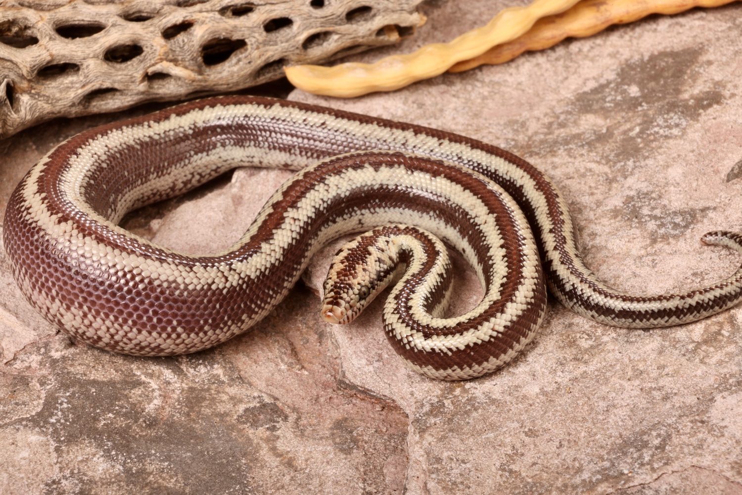 Dome Rock Mountains Rosy Boa by Merker Reptiles MorphMarket