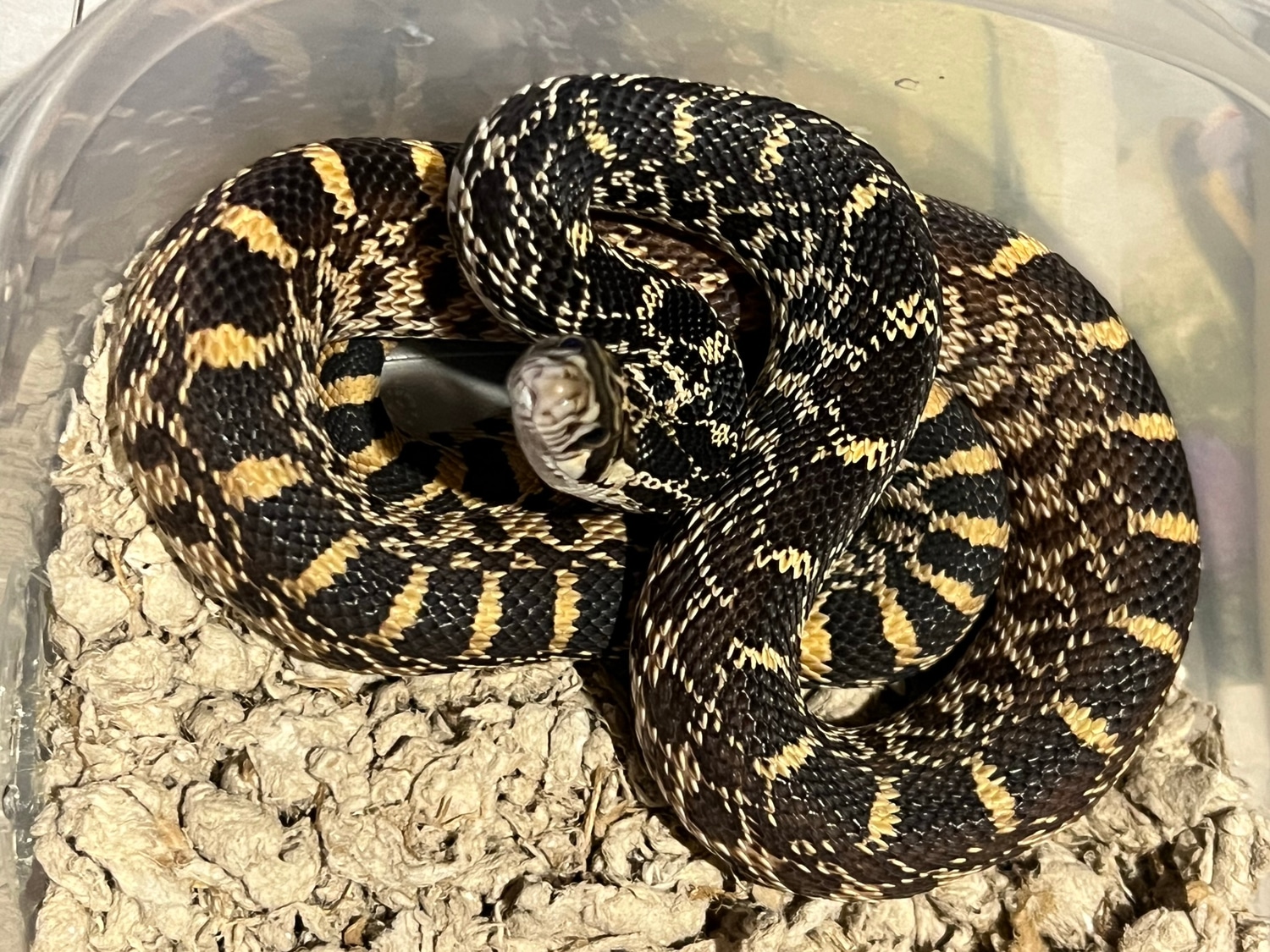 Bullsnake 1.1 Kankakee Captive Born 2022 Bullsnake by Glenn’s Natural Morphs ...