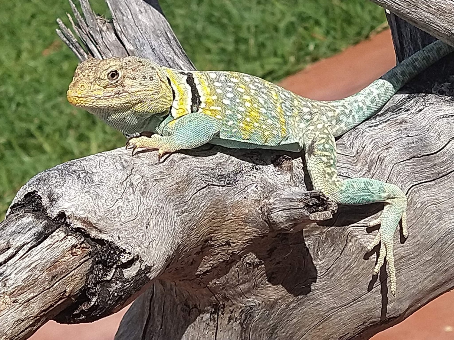 Eastern Collared Lizards by Swamp Creature Exotics MorphMarket