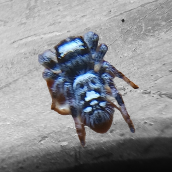 EXTREMELY WHITE Recessive White Regal Jumping Spider by Swamp Creature ...