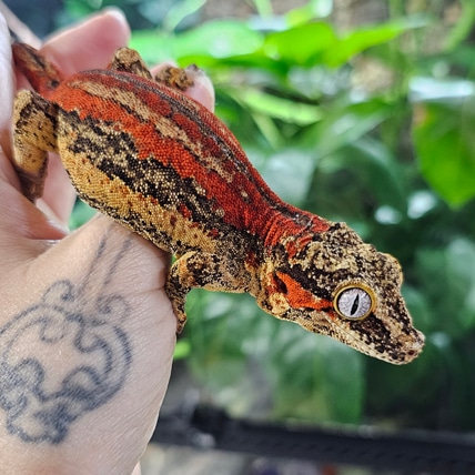 Pluto Gargoyle Gecko
