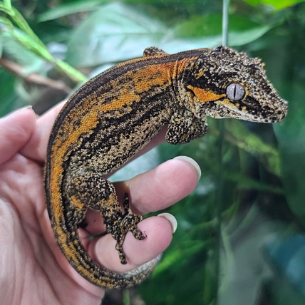 Orange Stripe Gargoyle Gecko
