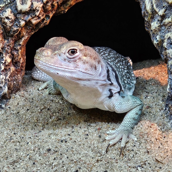 Eastern Collared Lizard by Blackthorn Exotics