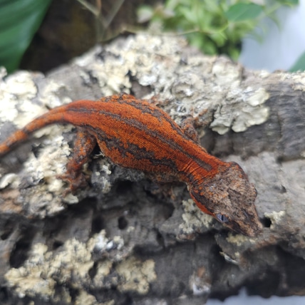 Vega ~ Stellar High Colour Holdback Release Gargoyle Gecko