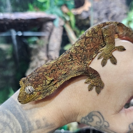 Love Boat ~ Mainland Chahoua Gecko