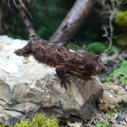 Dark Mainland Chahoua Gecko