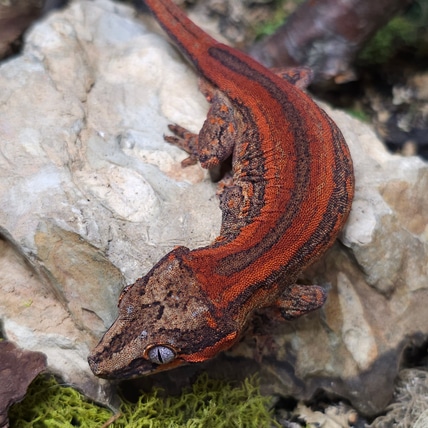 Venus X Andromeda Stripe Gargoyle Gecko