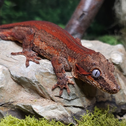 Saturn X Jupiter Red Stripe Gargoyle Gecko