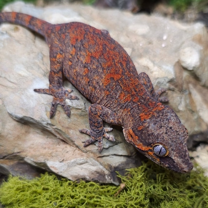 Orange Blotch Gargoyle Gecko
