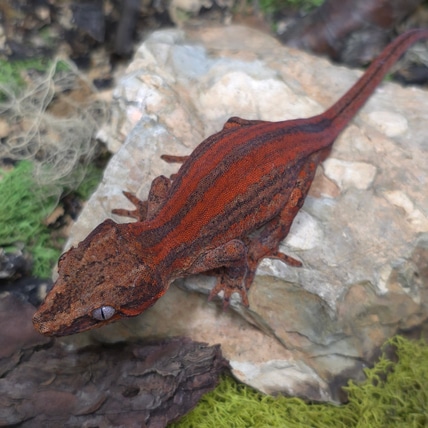 Red Stripe Gargoyle Gecko