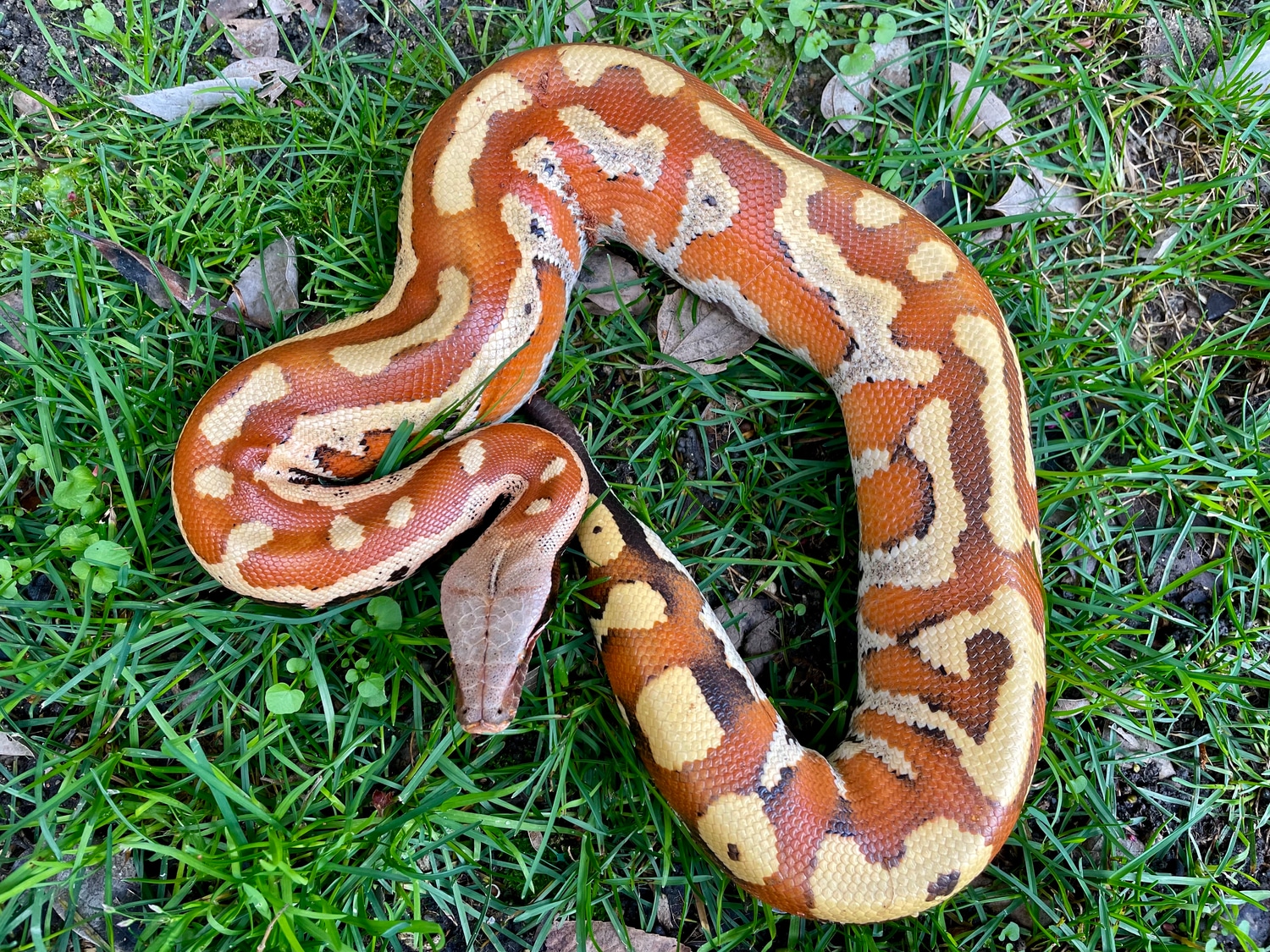 Outstanding Blood Python by Godbold Exotics - MorphMarket