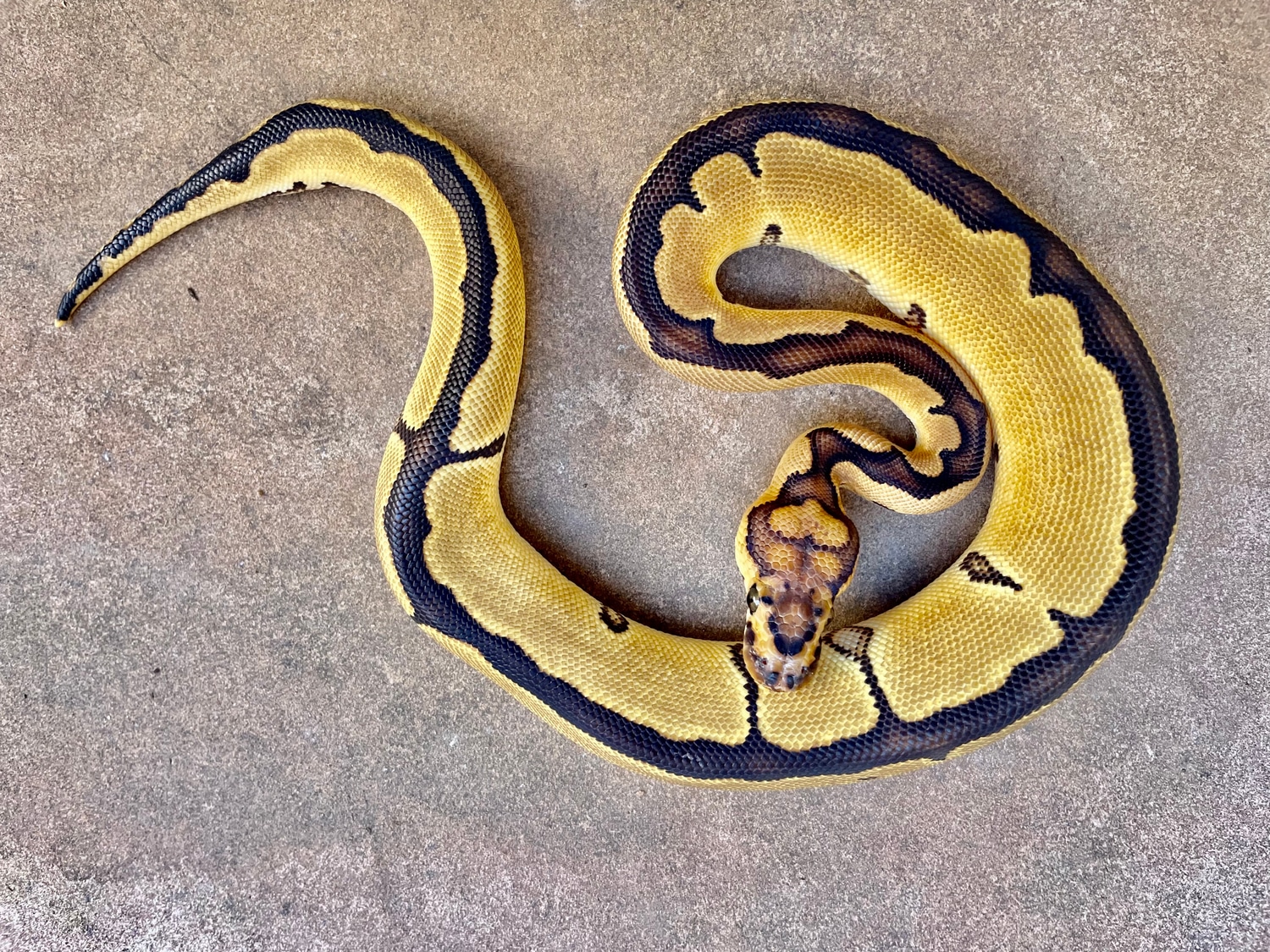 OD Blade Clown Pos Het Pied Female Ball Python by Godbold Exotics