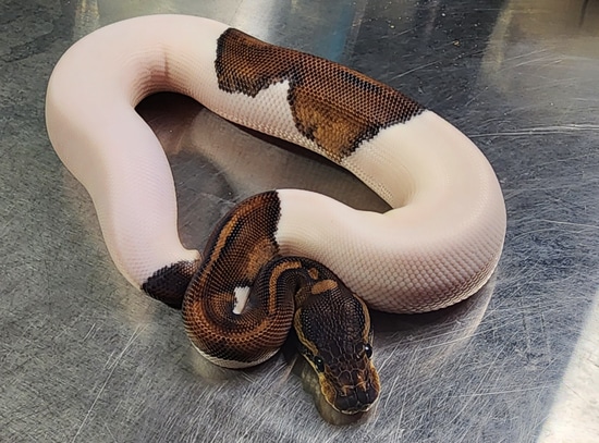 Cinnamon Piebald Ball Python by Godfathers Exotics