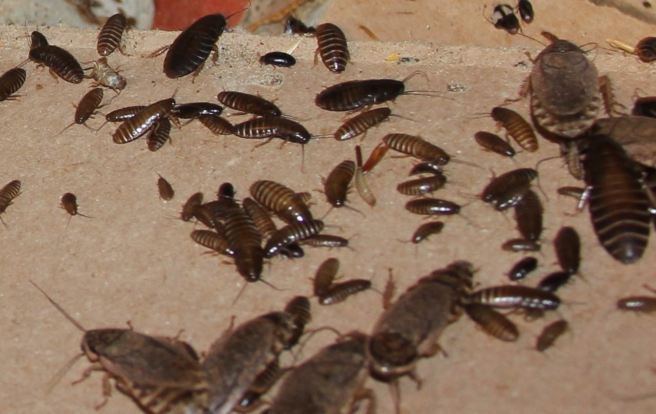 100 Lobster Roaches (Nauphoeta Cinerea) Mixed Sizes 1/4″ 1 1/4″ Other