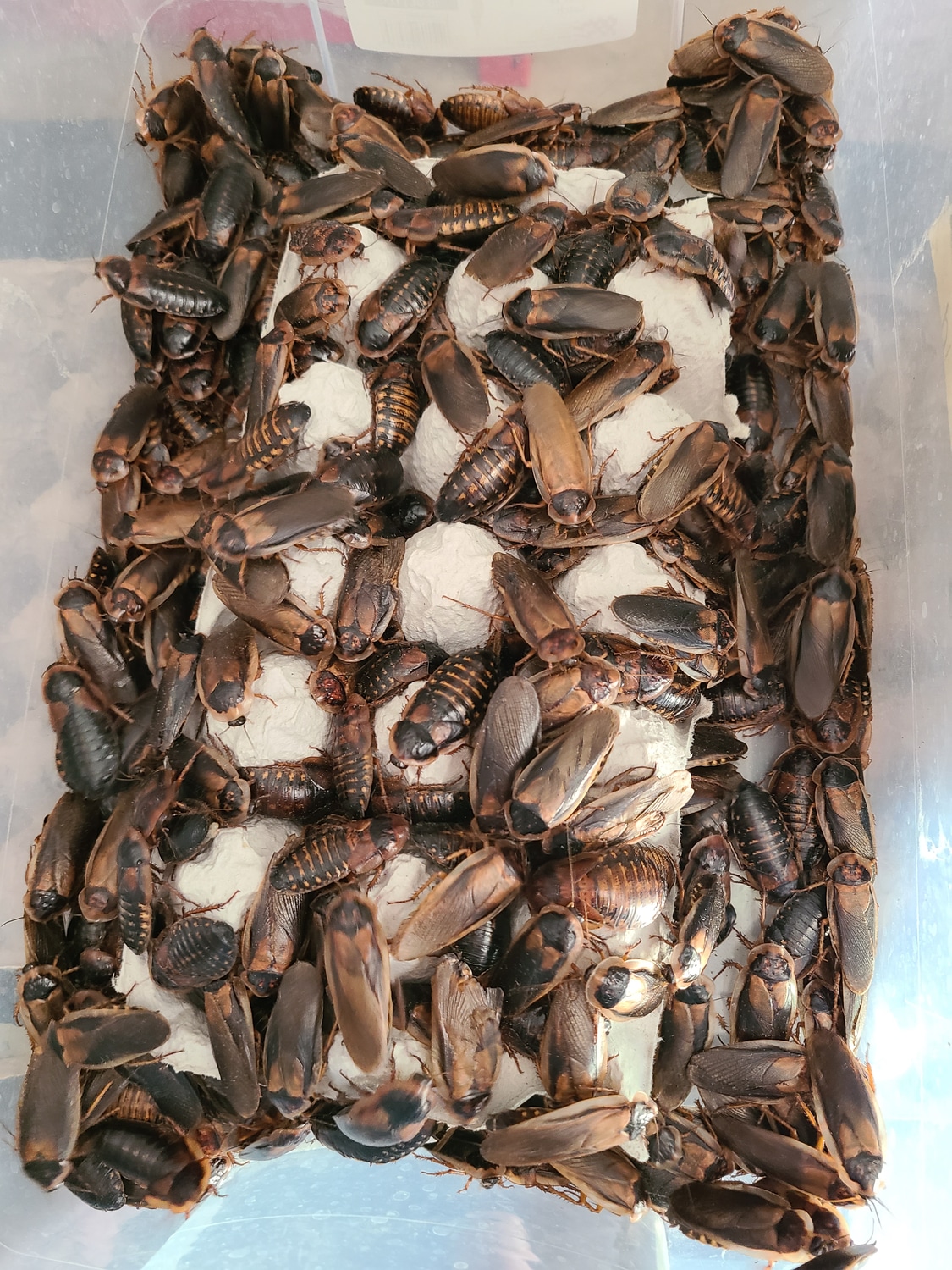 Dubia Colony Starter 25 Females + 10 Males +Nymphs Other Invertebrate