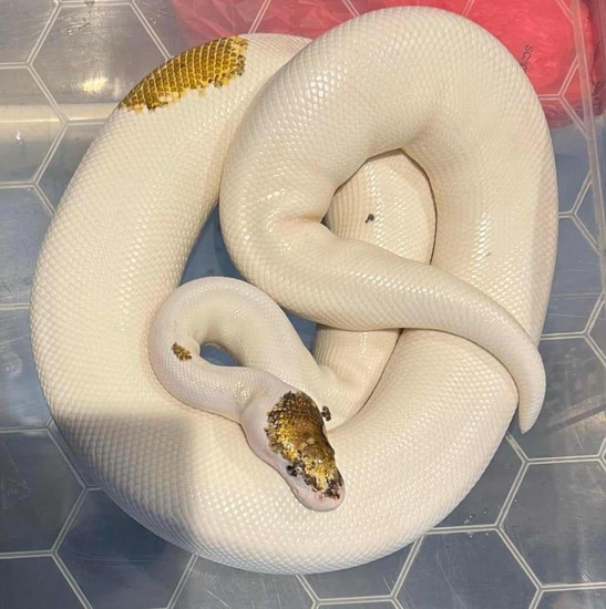 Pinto Ball Python Pinto Pied Ball Python by Jungle Roots