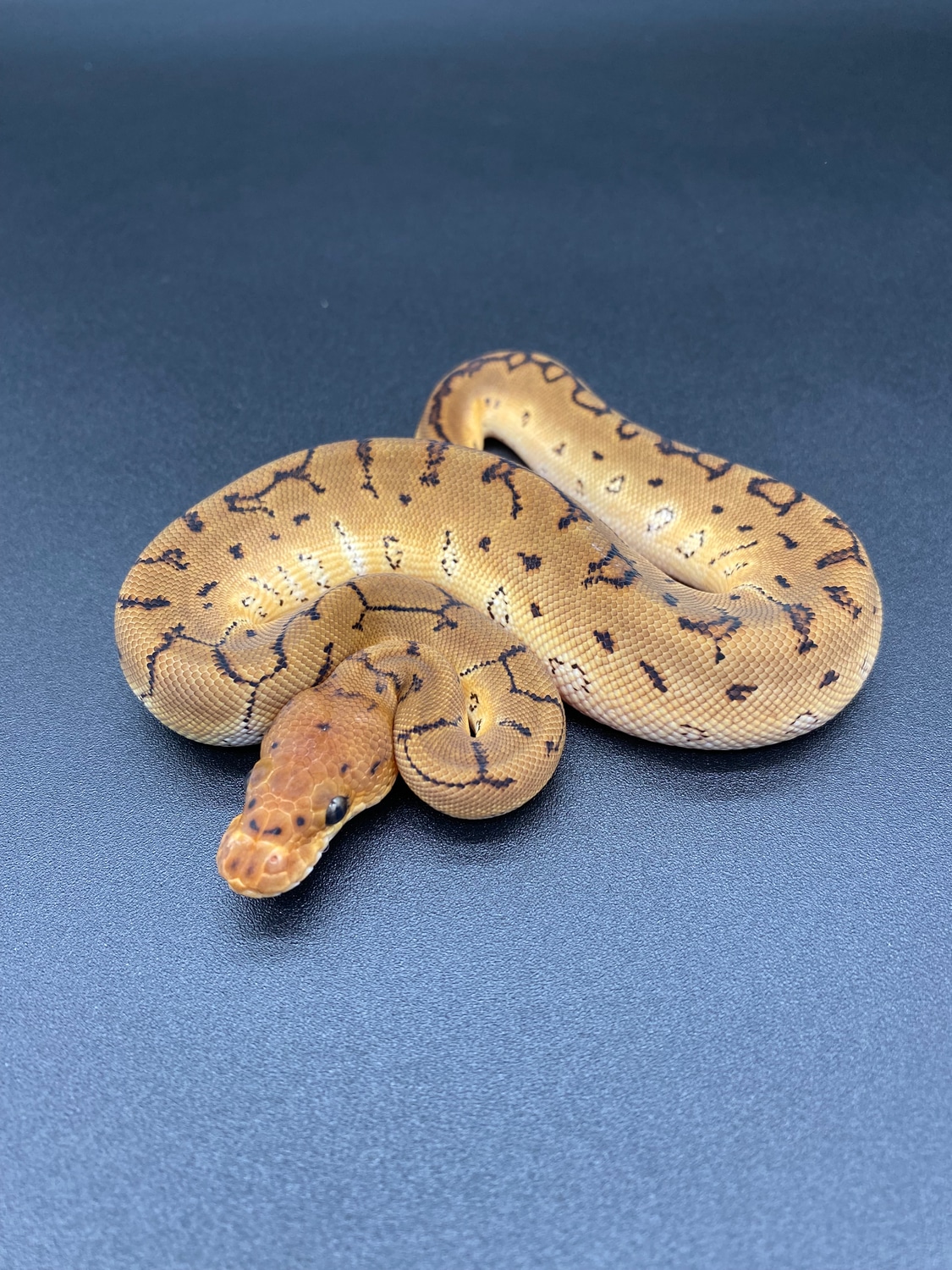 Pinstripe Clown Ball Python by Golden Arm Reptiles - MorphMarket