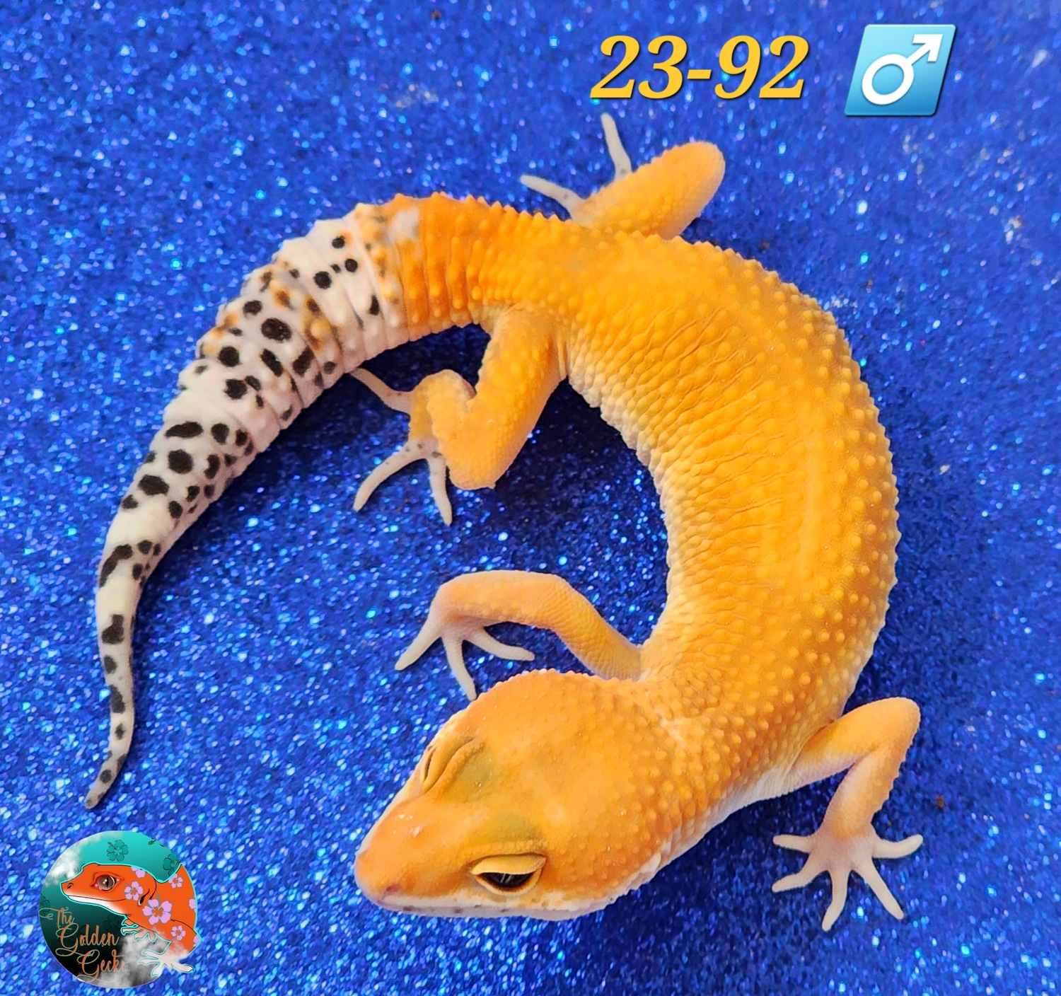 OG Tangerine Leopard Gecko by The Golden Gecko MorphMarket