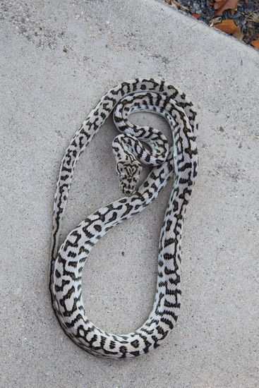 Axanthic Zebra Jag Carpet Python Other Carpet Python by GoldenlineCresties