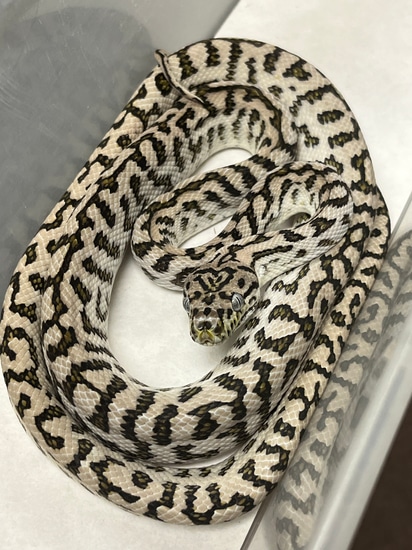Axanthic Zebra Jag Carpet Python Other Carpet Python by GoldenlineCresties