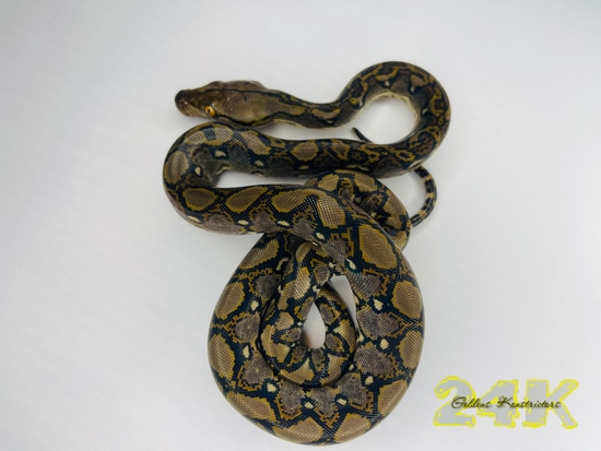 Normal Poss Het. Albino ((Free Shipping)) Reticulated Python by Goldens ...