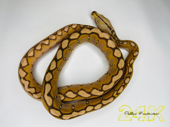 Caramel Motley ((Free Shipping)) Reticulated Python by Goldens Konstrictors