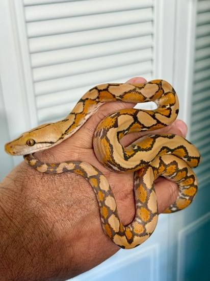 Orange Glow Reticulated Python by MK Retics 916