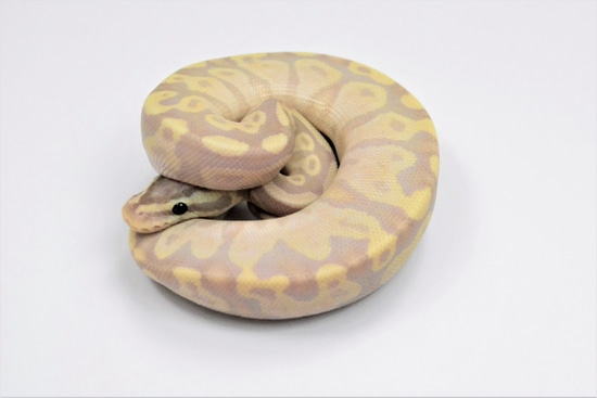 Banana Calico Fire Or Vanilla Ball Python by Gold Standard Reptiles