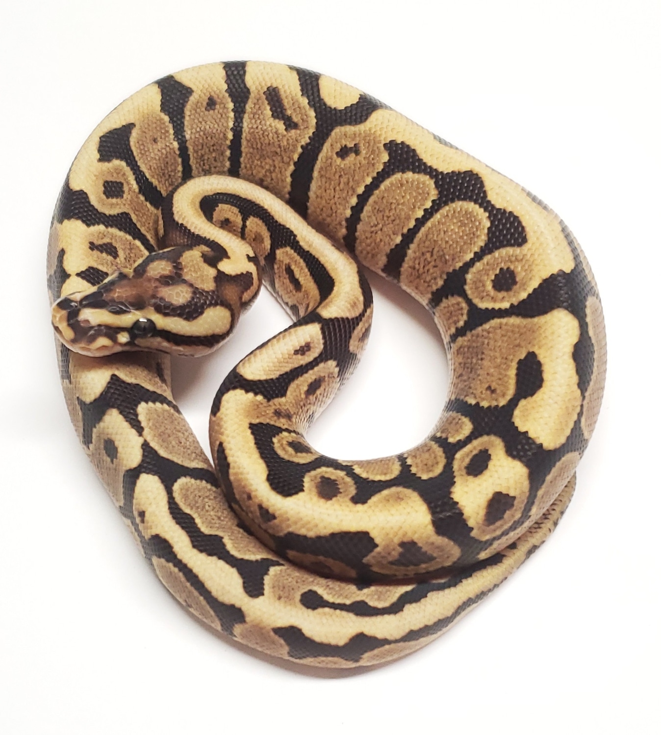 Fire Spotnose Ball Python by Gold Standard Reptiles - MorphMarket
