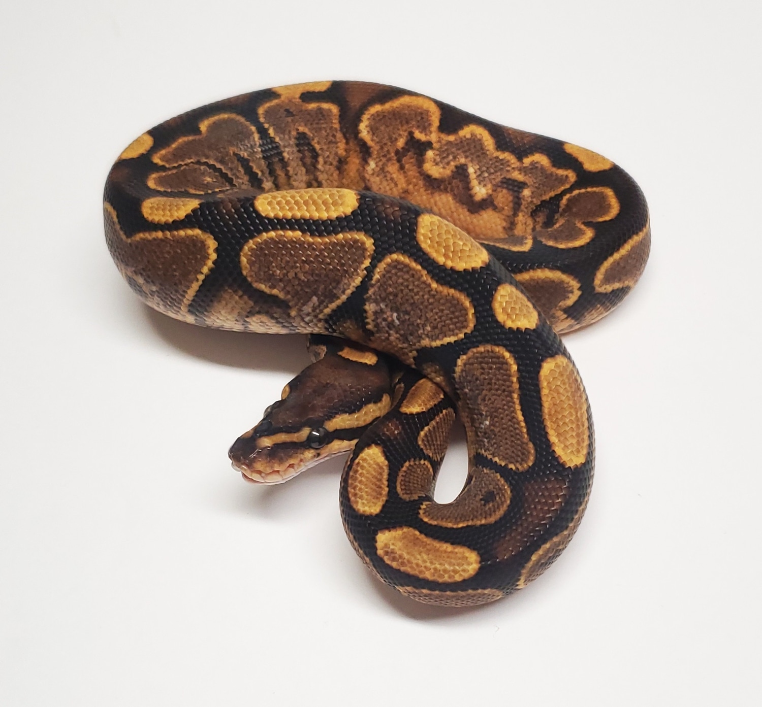 Calico Het Green Ghost Ball Python by Gold Standard Reptiles - MorphMarket