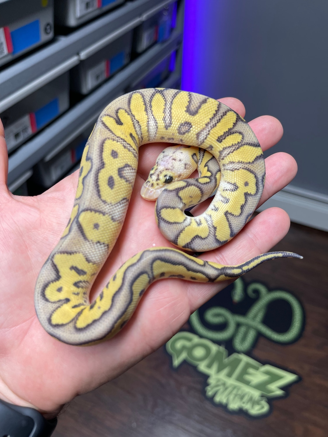 50 Het Candy Killer Clown Ball Python by Gomez Pythons MorphMarket
