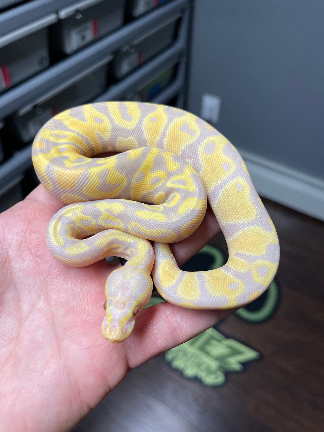 Candy Pastel 66 Het Pied Ball Python by Gomez Pythons MorphMarket
