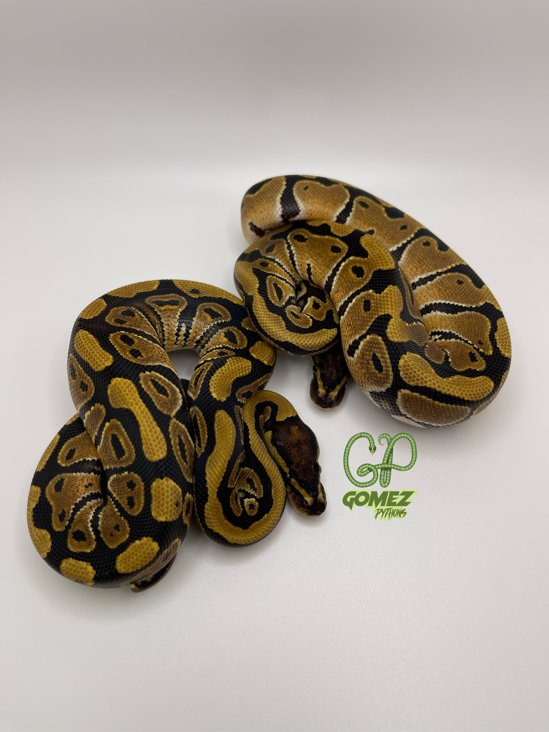 Pair! DH Candy Clown Ball Python by Gomez Pythons - MorphMarket