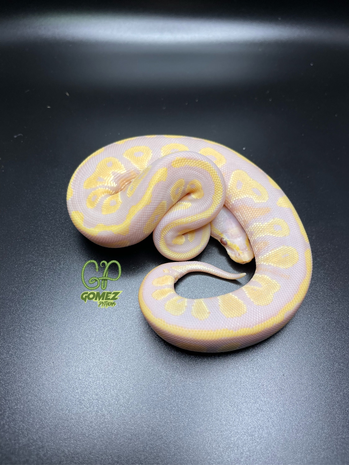 0.1 Pastel BH Candy Ball Python by Gomez Pythons - MorphMarket