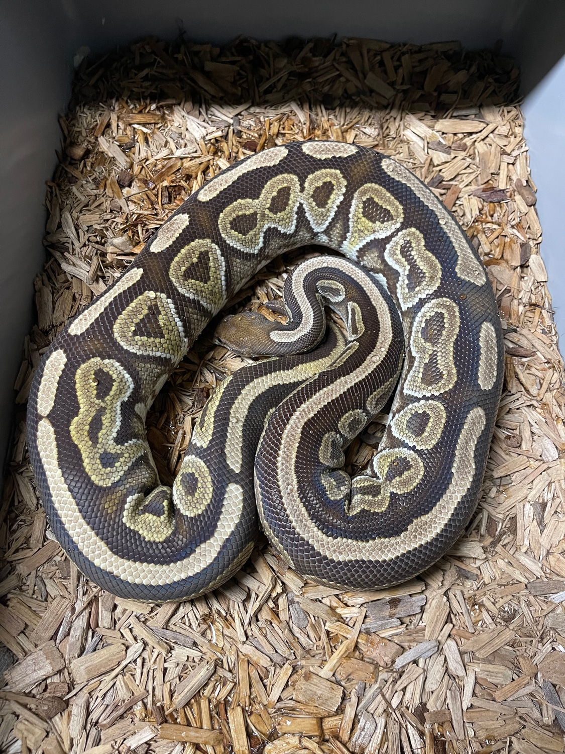 PB Cinnamon Het Candy Ball Python by Gomez Pythons - MorphMarket