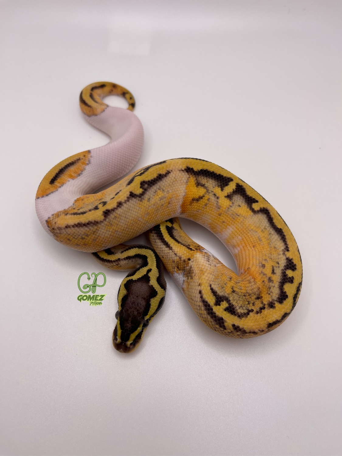 Super Pastel Enchi Pied Het Candy Ball Python by Gomez Pythons ...