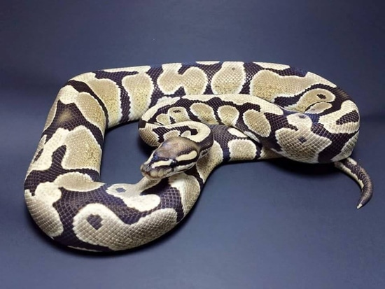 Desert Ghost (BELL LINE) Ball Python by Gonzalez Royal Pythons