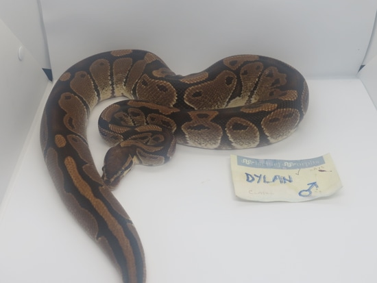 Normal Ball Python by Mischief Morphs
