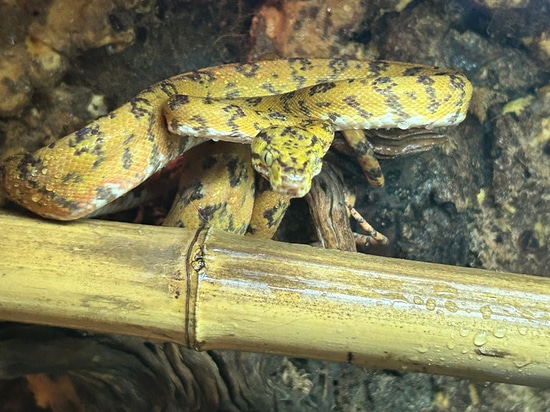 High-Color Yellow And Orange Jaguar Amazon Tree Boa by Good Life Geckos