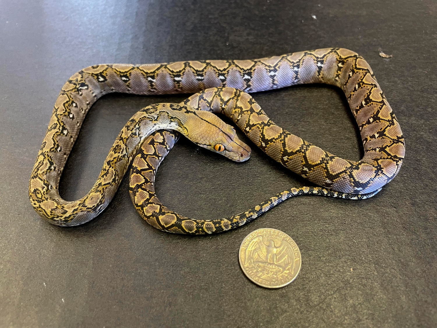 100% Pure Kalaotoa Super Dwarf / Hatched April 4 Reticulated Python by ...