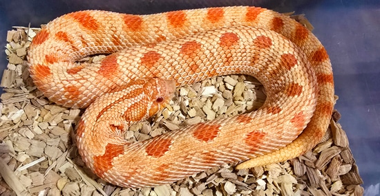 Extreme Red Albino Conda Het Axanthic Western Hognose By Good Vibe Exotics extreme-red-albino-conda-het-axanthic-western-hognose-by-good-vibe-exotics