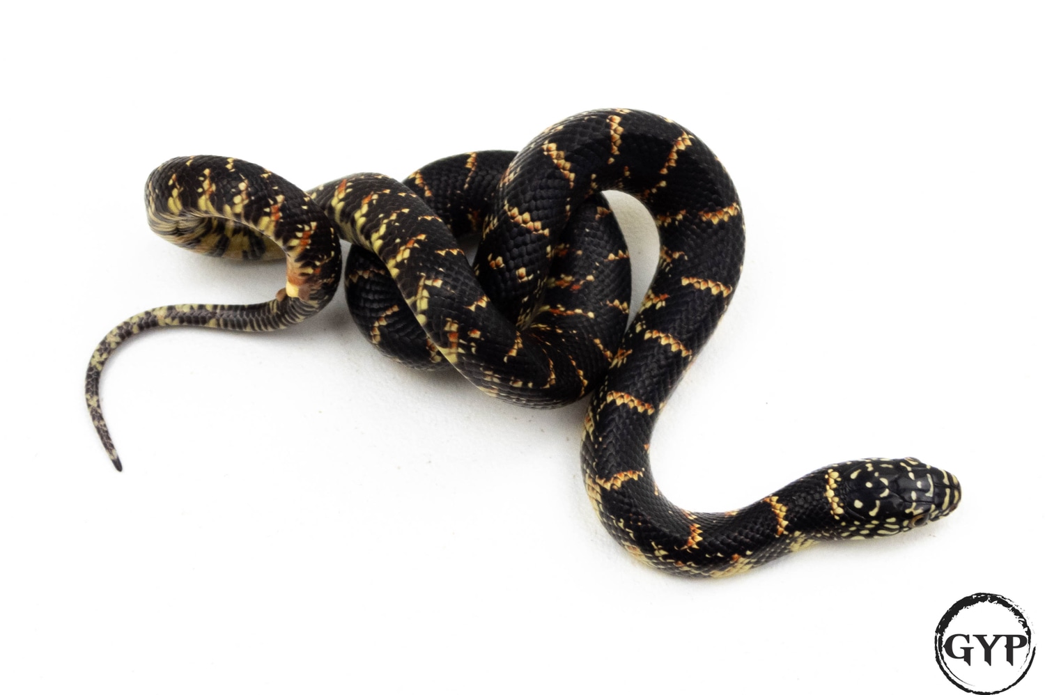 Brooks' Kingsnake by Gopher Your Pet MorphMarket