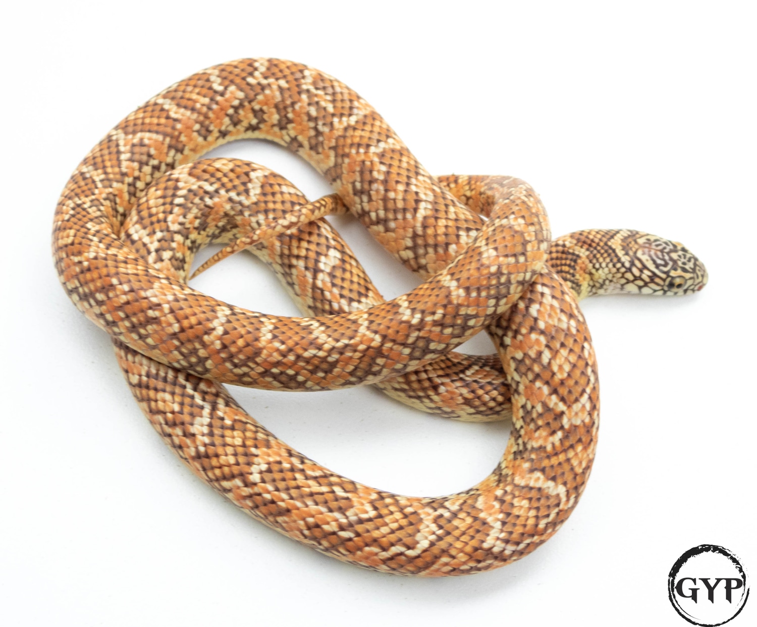 Hypo Brooks' Kingsnake by Gopher Your Pet MorphMarket
