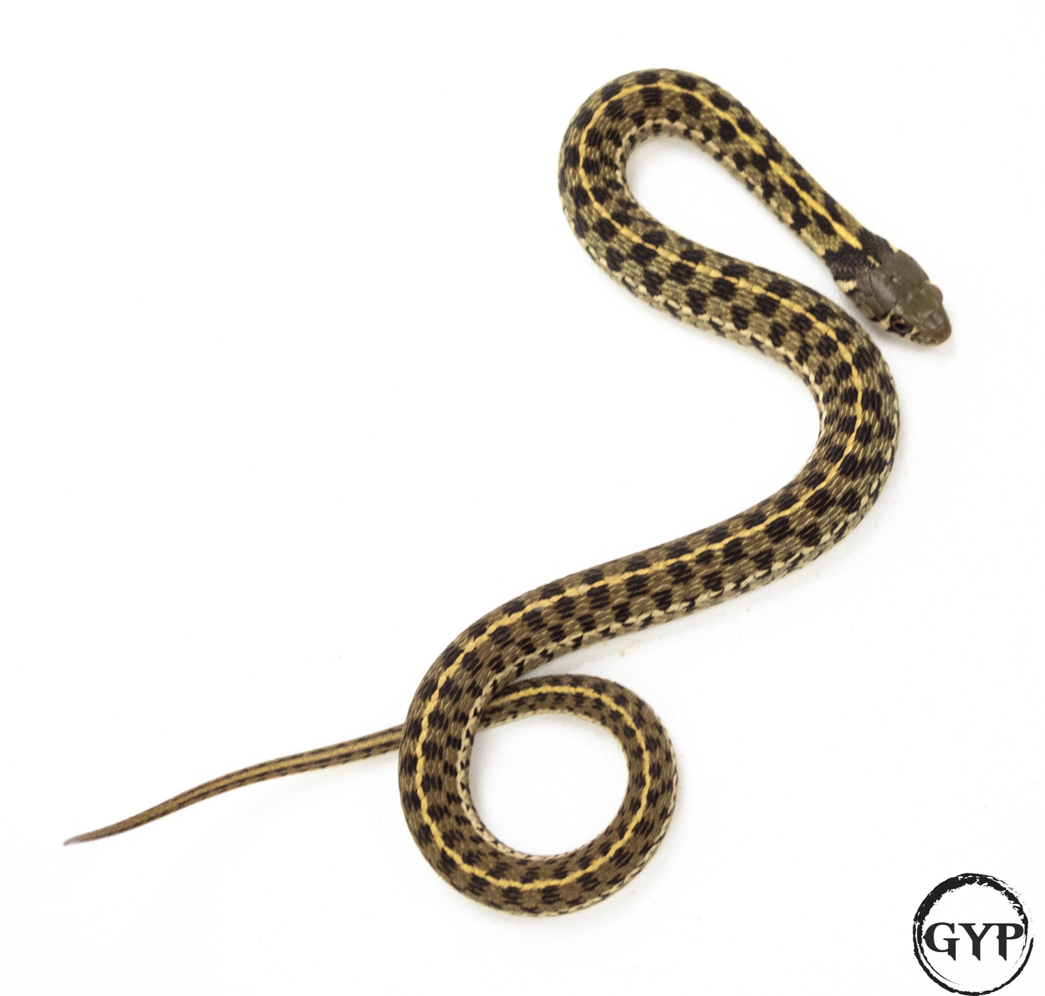 Checkered Het Albino Garter Snake by Gopher Your Pet - MorphMarket
