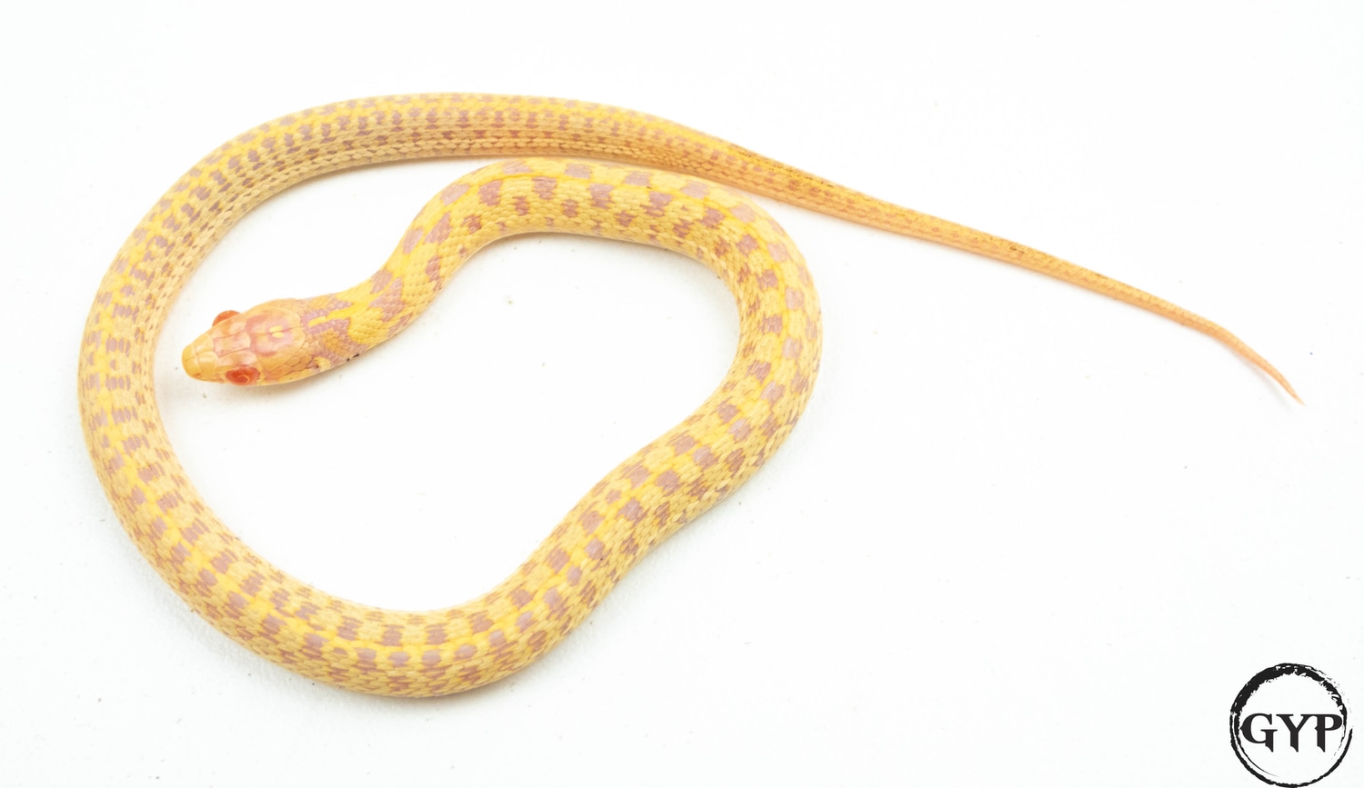 Albino Checkered Garter Snake by Gopher Your Pet - MorphMarket