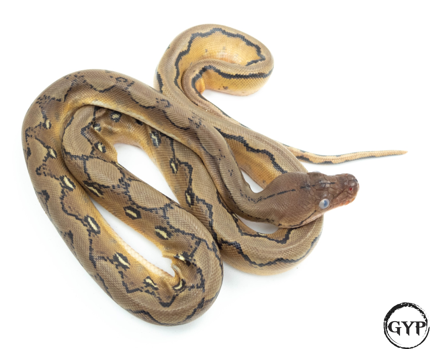 Platinum Sunfire Reticulated Python by Gopher Your Pet - MorphMarket