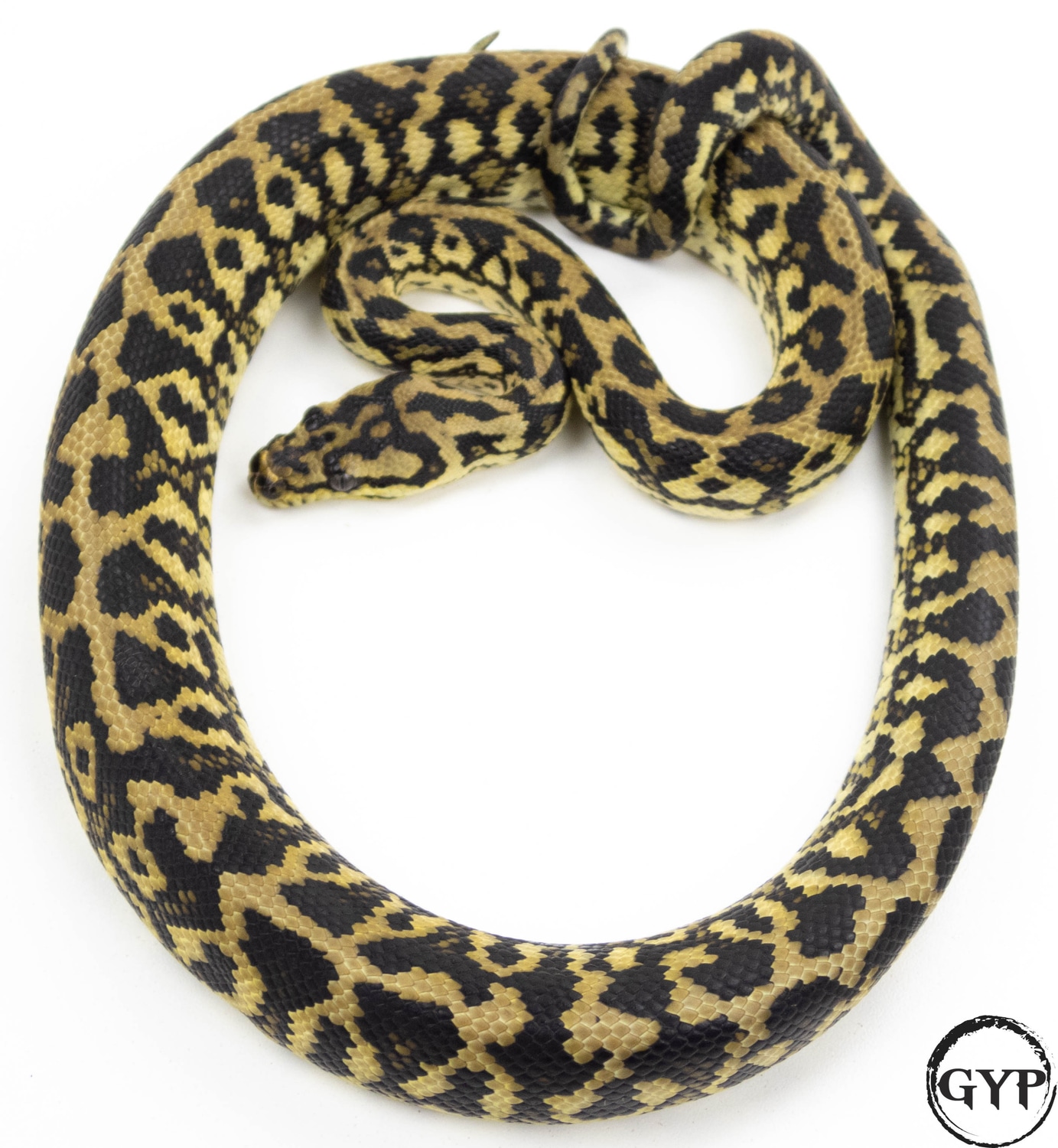 Jungle/Coastal Carpet Python Other Carpet Python by Gopher Your Pet