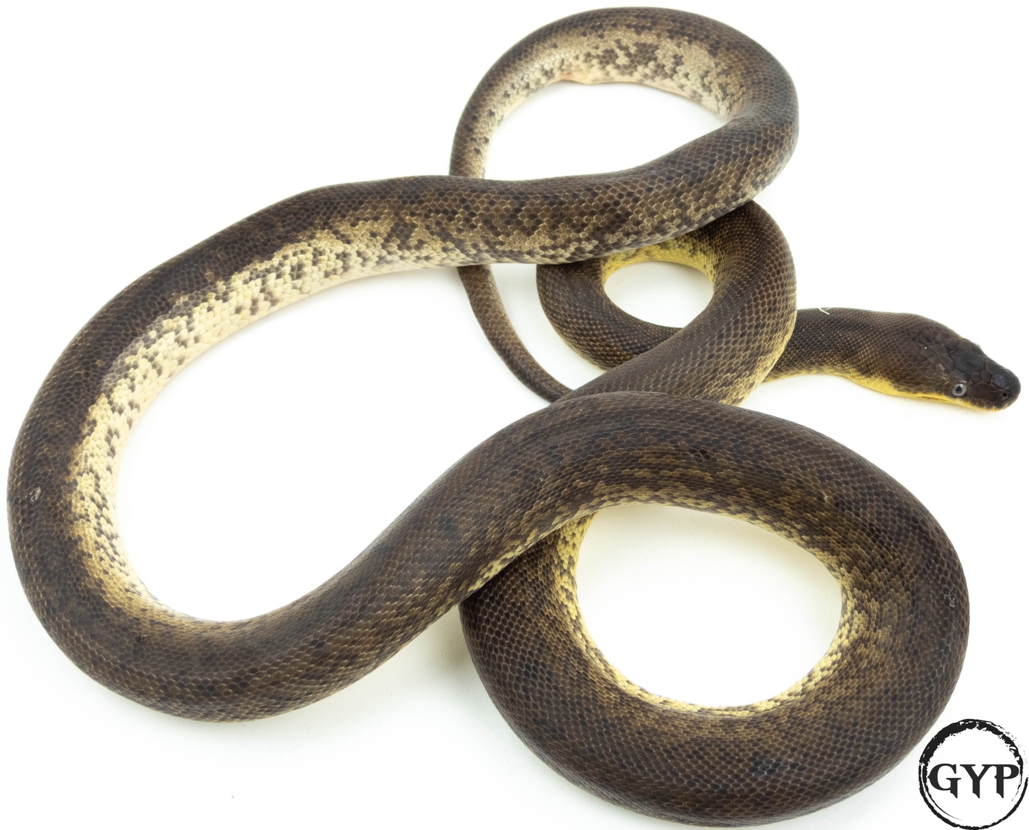 Macklot's Python by Gopher Your Pet - MorphMarket