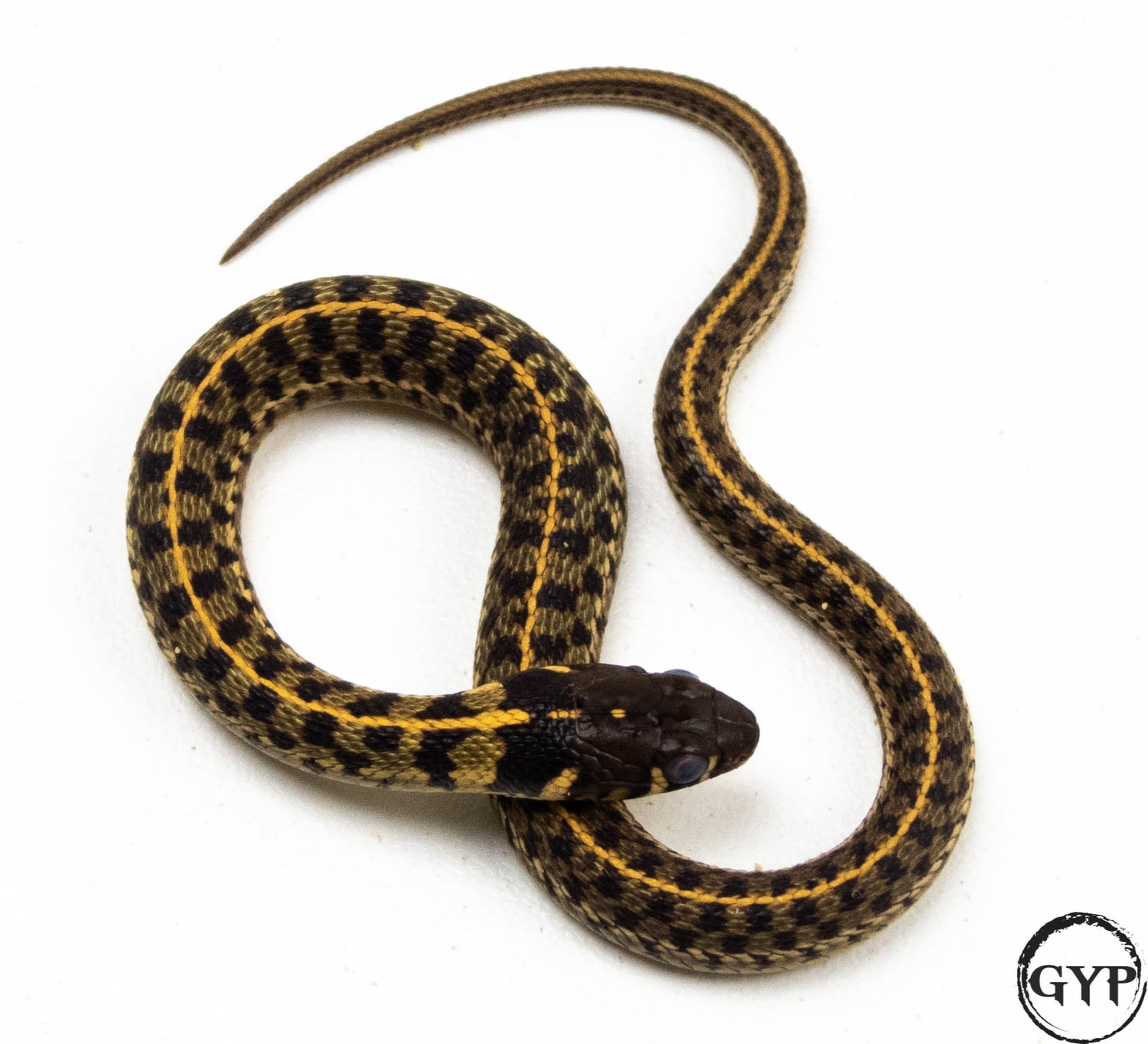 Checkered Het Albino Garter Snake by Gopher Your Pet - MorphMarket