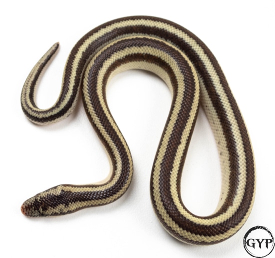 melanistic-la-bay-rosy-boa-by-gopher-your-pet